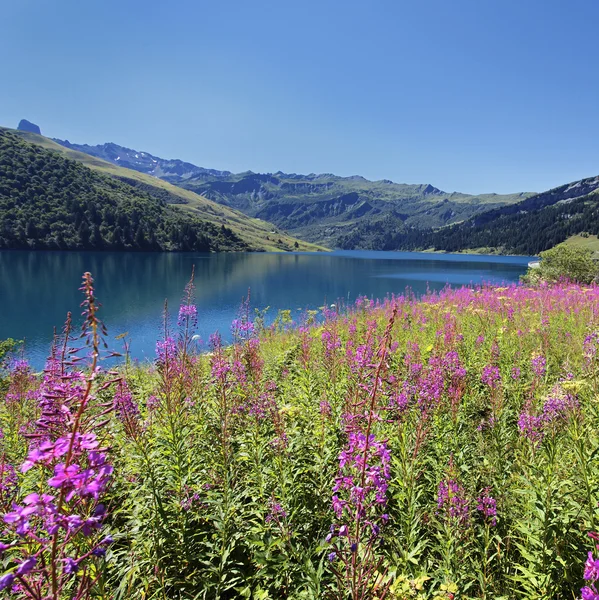 Цветы и площадь озера — стоковое фото