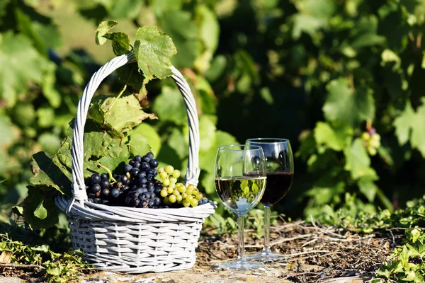 Uva e vino — Foto Stock