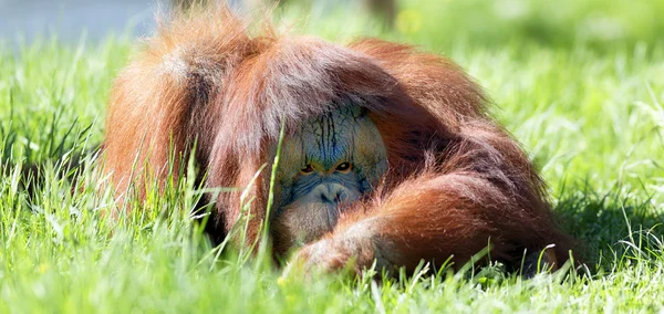 奥兰毛猩猩在草 — 图库照片