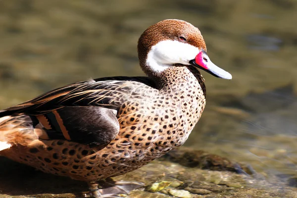 Kırmızı gagası ördek — Stok fotoğraf