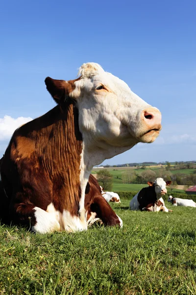 Vita delle mucche — Foto Stock