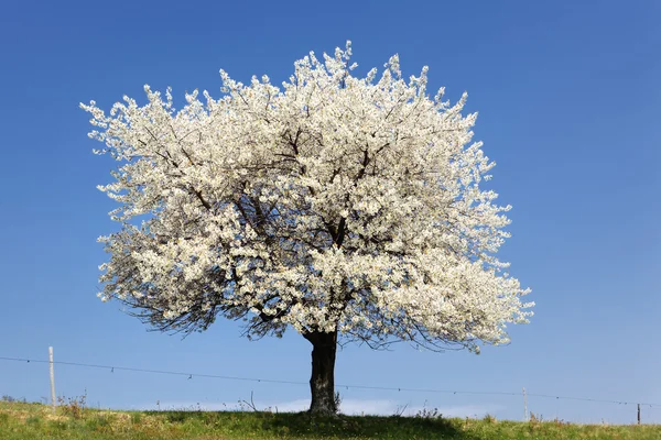 Το μεγάλο λευκό δέντρο — Φωτογραφία Αρχείου