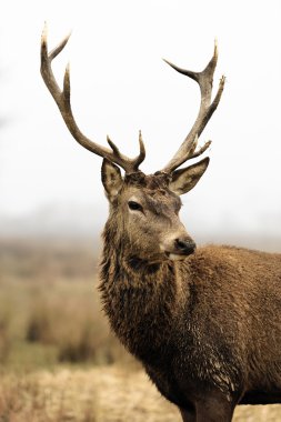 Deer in morning fog clipart