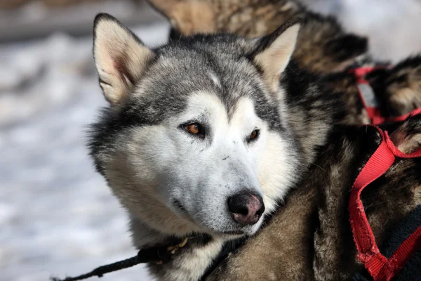 Зимняя собака — стоковое фото