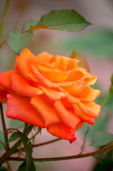 Primo piano di una rosa arancione . Immagini Stock Royalty Free