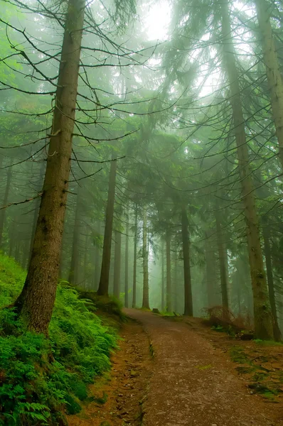 Chemin à travers la forêt — Photo