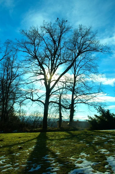 stock image Silhouette of tree