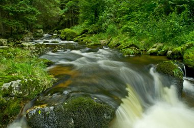 vahşi brook