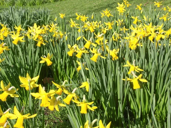 stock image Daffodils