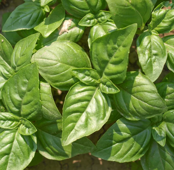 Basil picture — Stock Photo, Image