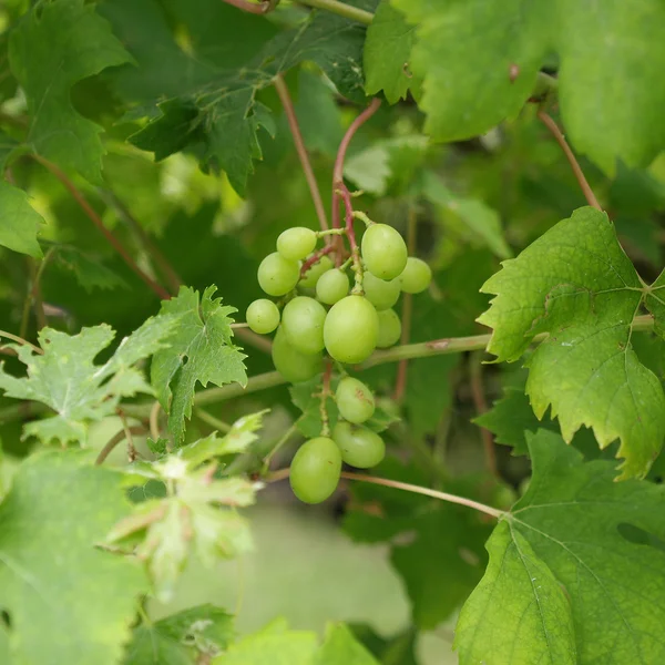 Obraz winogron — Zdjęcie stockowe