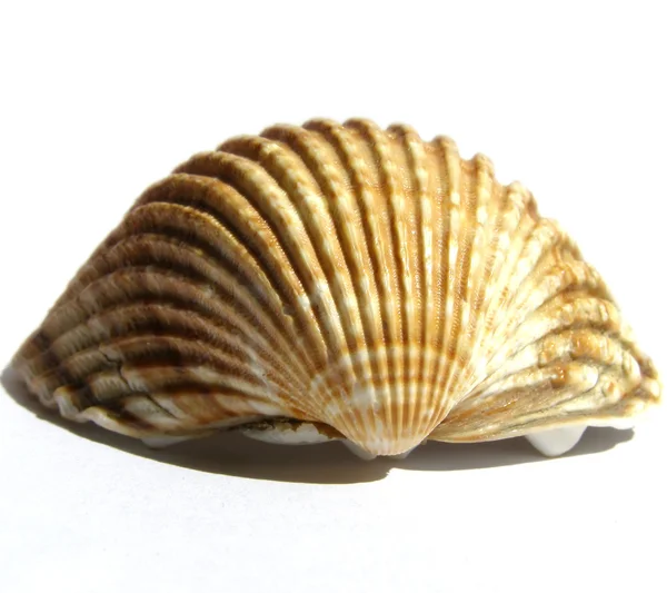 Shell picture — Stock Photo, Image