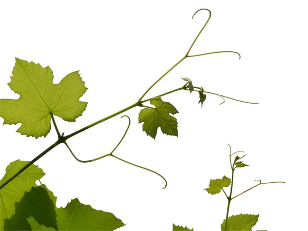 Obraz winorośli — Zdjęcie stockowe