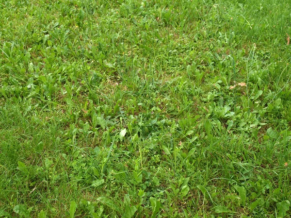 Padang rumput Rumput — Stok Foto