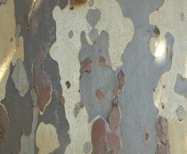 Ağaç kabuğu resim — Stok fotoğraf
