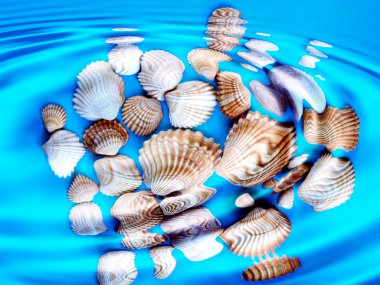 Underwater shells clipart