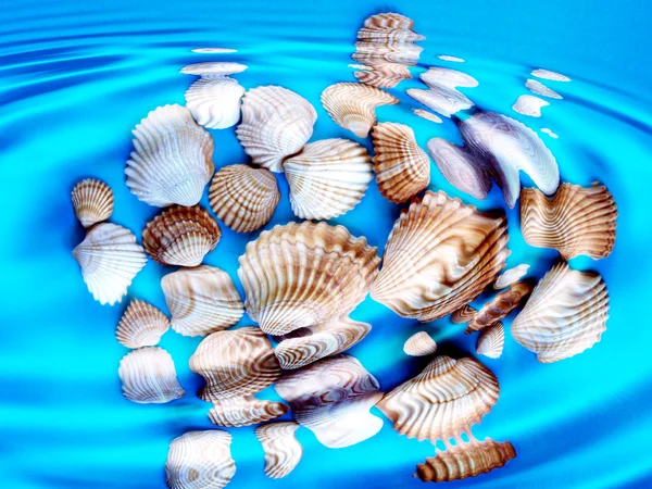Conchas submarinas —  Fotos de Stock