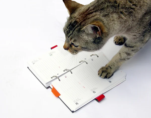 Cat reading notebook — Stock Photo, Image