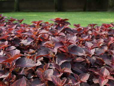 Coleus ısırgan bitki