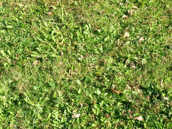 Pradera de hierba — Foto de Stock