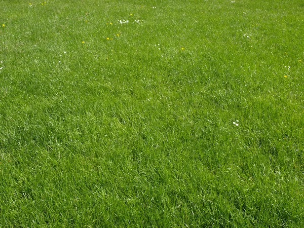 Травяной луг — стоковое фото