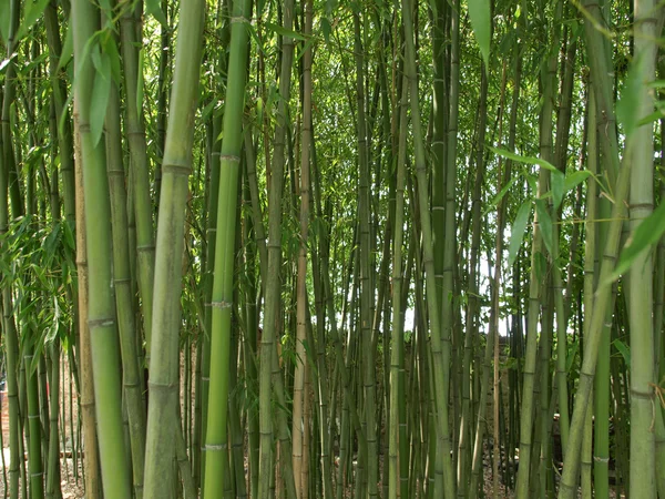 Imagem de bambu — Fotografia de Stock