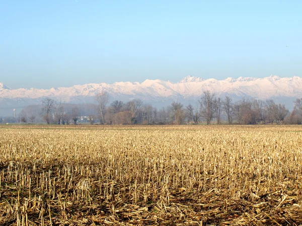 stock image Field picture