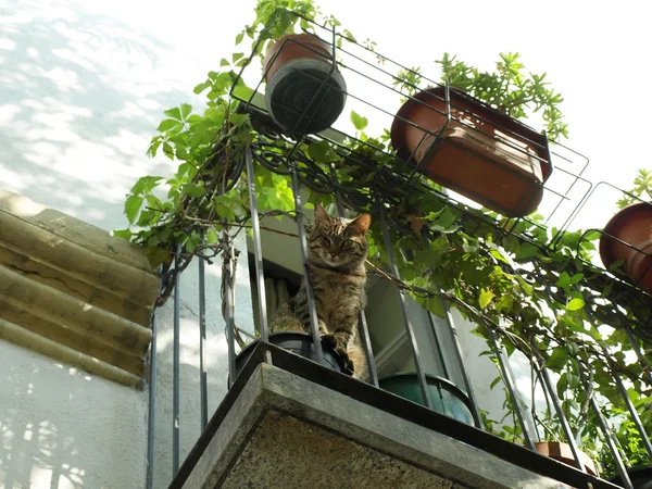 Balcon avec chat — Photo