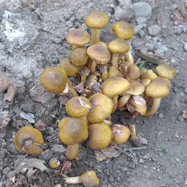 버섯 사진 — 스톡 사진