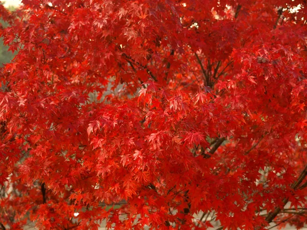 stock image Maple leaves