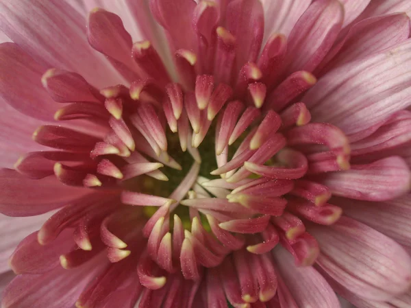 Crisantemo foto — Foto Stock
