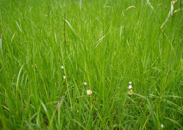 Luční trávy — Stock fotografie