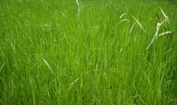 Pradera de hierba — Foto de Stock