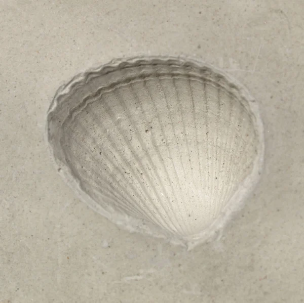 Shell fossil — Stock Photo, Image