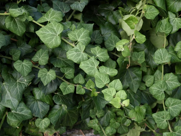 Ivy bild — Stockfoto