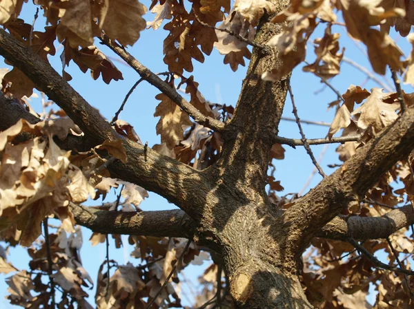 Дубовое дерево — стоковое фото