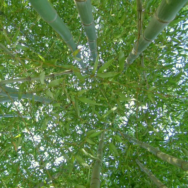 Bambu resmi — Stok fotoğraf