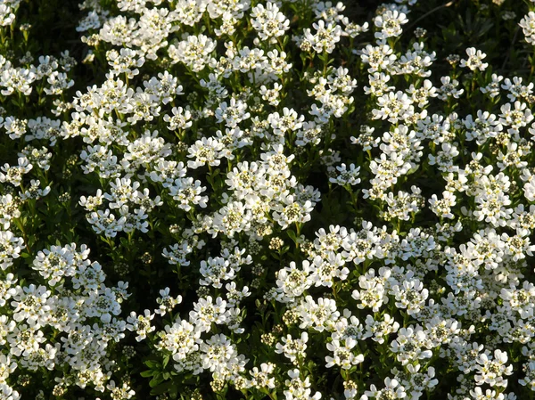 Lilium fleurs — Photo