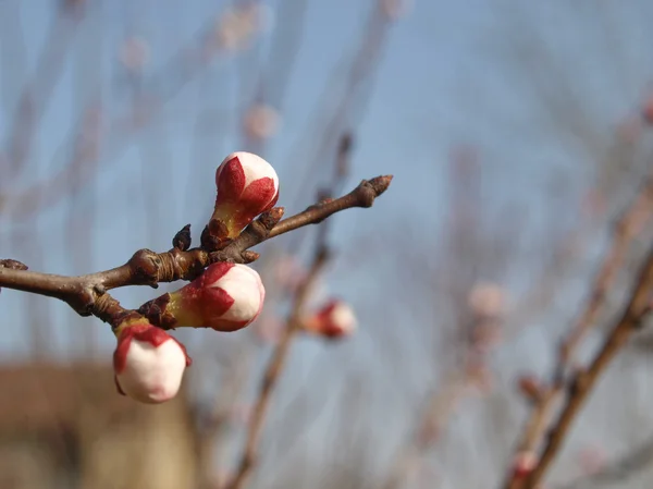 Peach tree flower — Stock Photo, Image