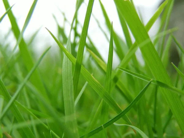 Hierba pradera hierba — Foto de Stock