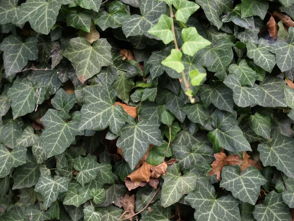 Ivy bild — Stockfoto