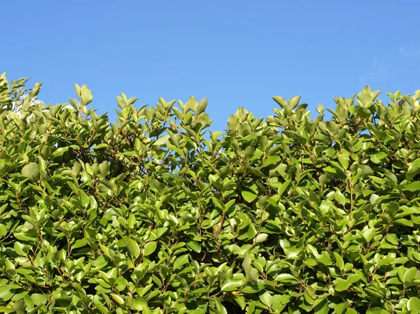 stock image Hedgerow picture