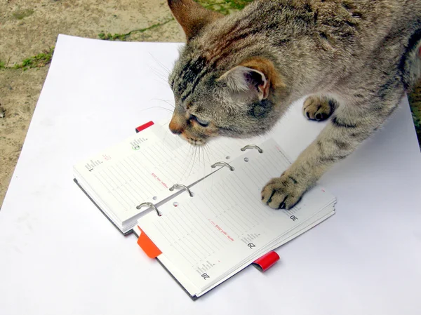 Cat reading notekeeper — Stock Photo, Image