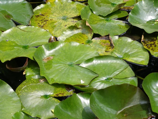 Водяная лилия Нимфея — стоковое фото