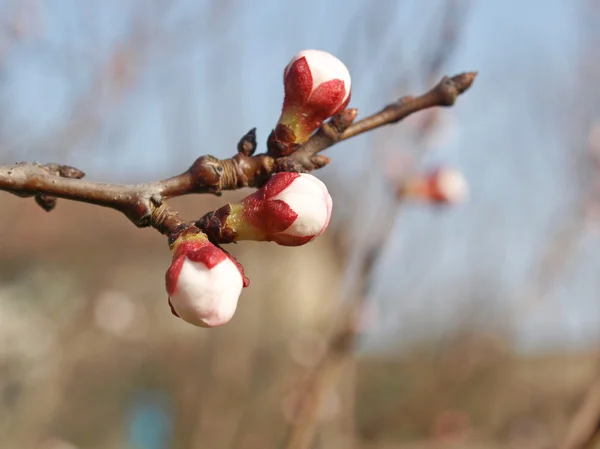 Broskvovou strom květ — Stock fotografie