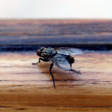 Resim fly