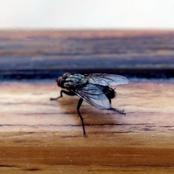 Cuadro de la mosca — Foto de Stock