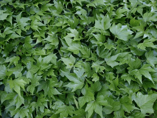 Ivy picture — Stock Photo, Image