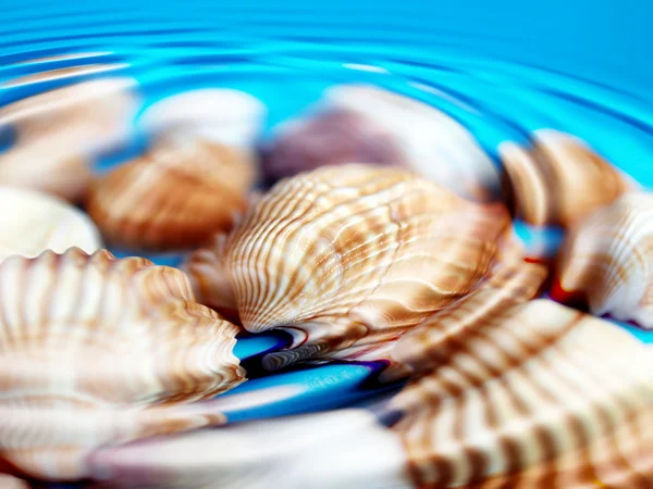 Underwater shells — Stock Photo, Image