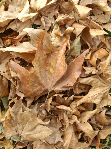 Falling leaves — Stock Photo, Image